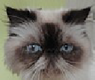 wp230fc526.png