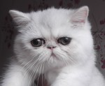 wpcd0a0e06.png