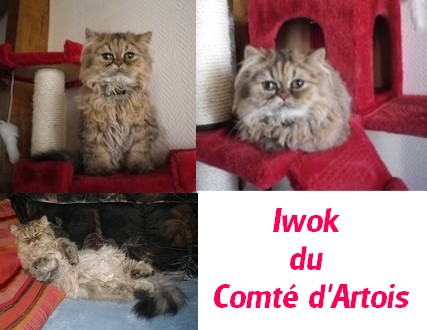 iwok251113csite.jpg
