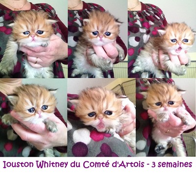 whitney281213a.jpg
